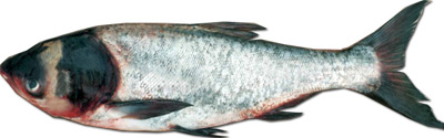 قیمت فروش انواع ماهی کپور