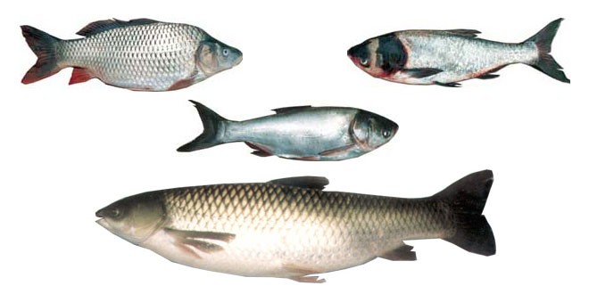 خرید عمده ماهی کپور زنده