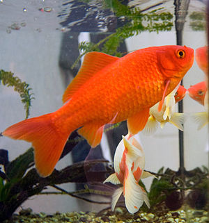 انواع ماهی قرمز