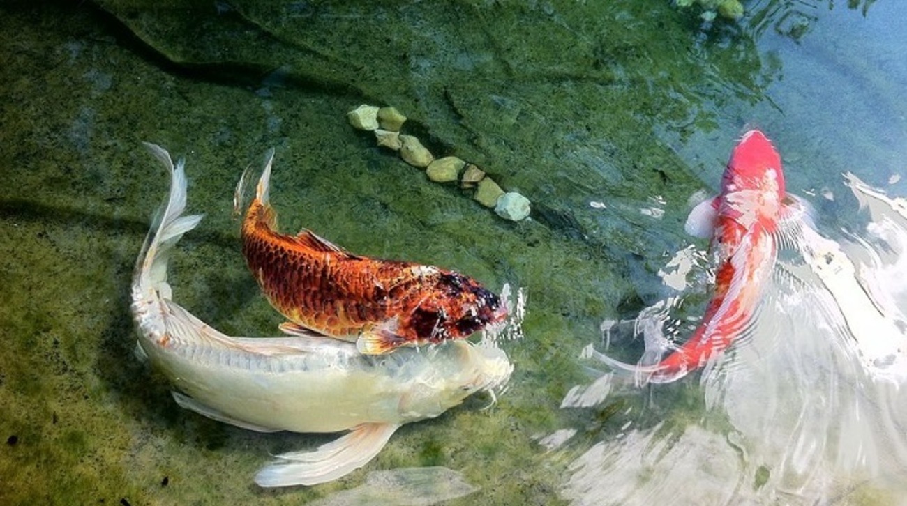 پرورش ماهی کپور گلگون