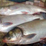 قیمت ماهی کپور نقره ای