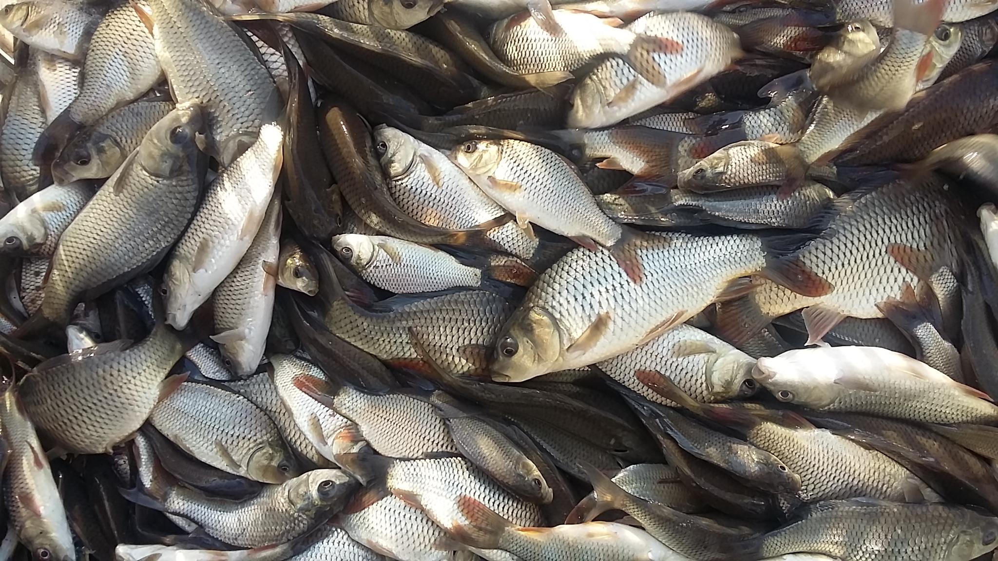 قیمت روز ماهی کپور پرورشی