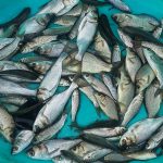 قیمت روز ماهی کپور پرورشی