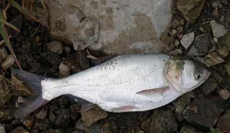 قیمت ماهی کپور نقره ای