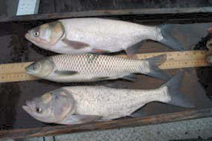 خرید ماهی کپور زنده تهران