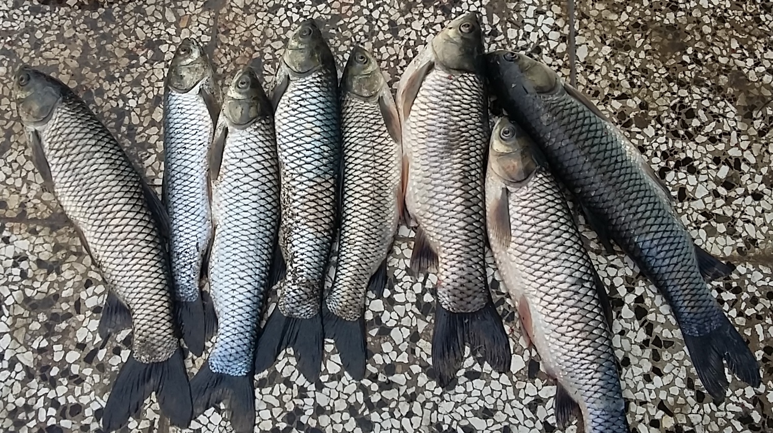 قیمت ماهی کپور علفخوار