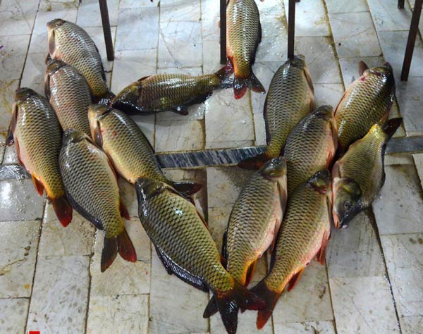 قیمت ماهی کپور طلایی