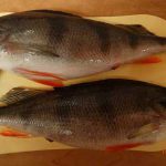 قیمت ماهی کپور گلگون