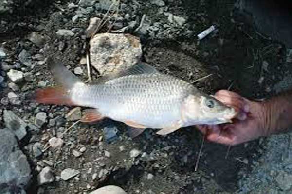 قیمت ماهی کپور گلگون