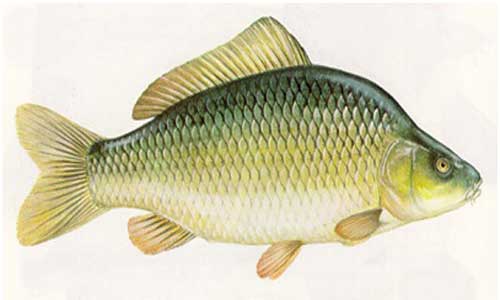 ماهی کپور سبز