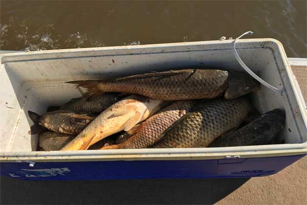 قیمت ماهی کپور معمولی