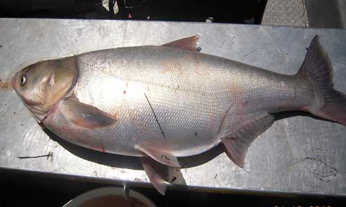 ماهی کپور نقره ای