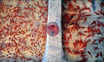فروش غذای ماهی قرمز